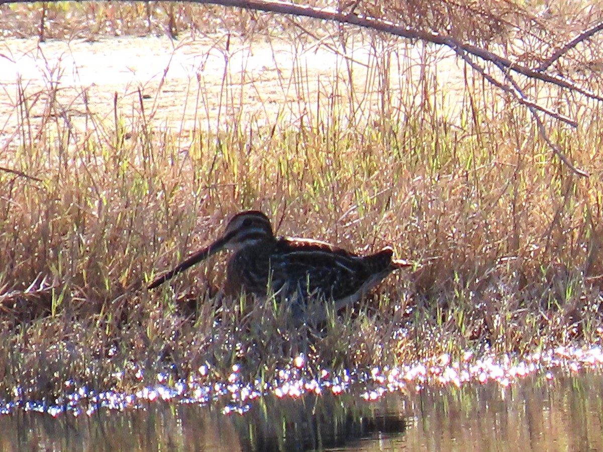 Американский бекас - ML646774078