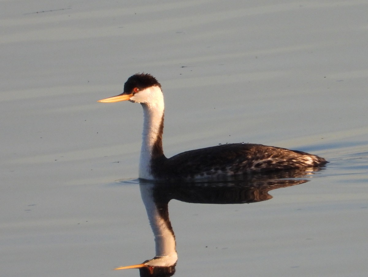クビナガカイツブリ - ML646774079