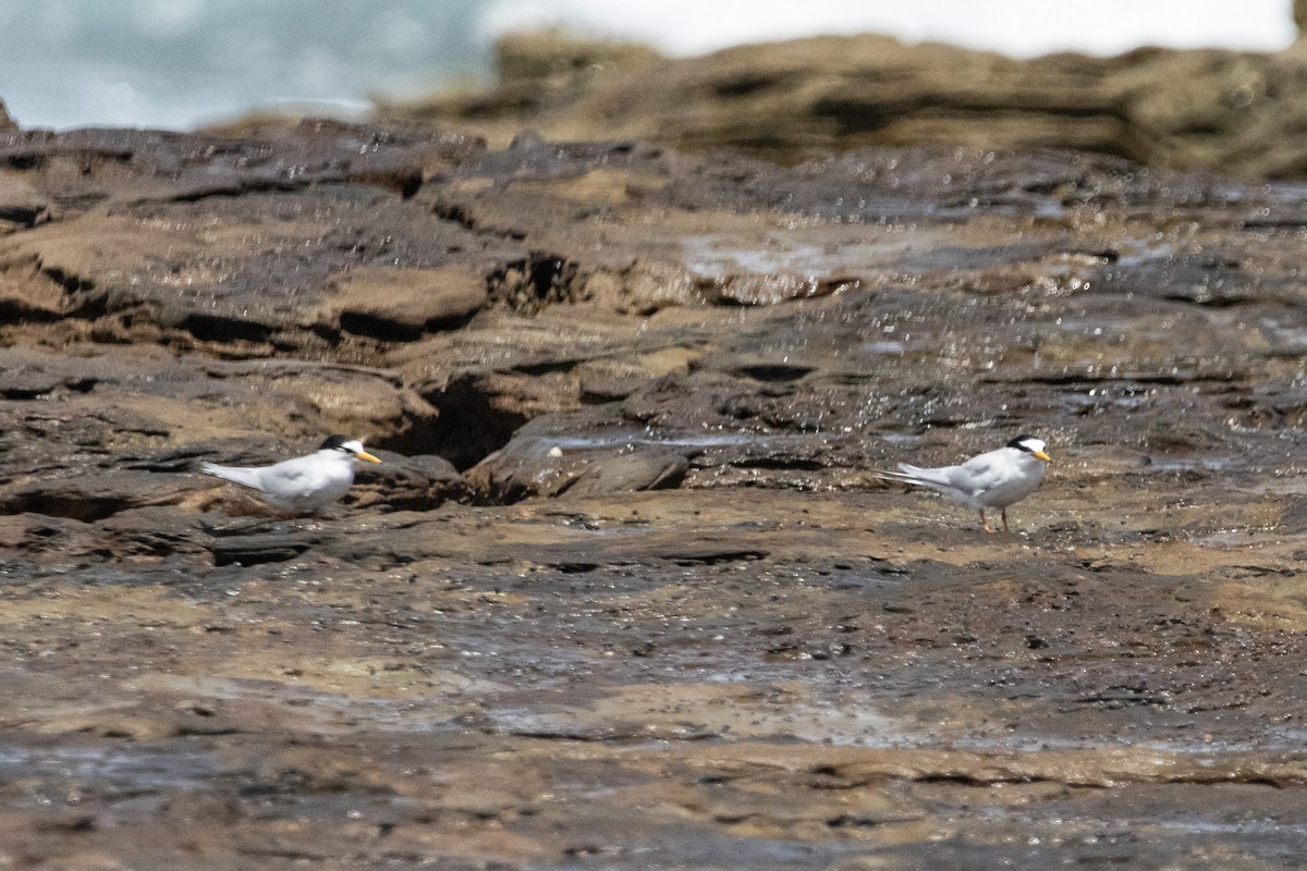 Zwergseeschwalbe - ML646774080