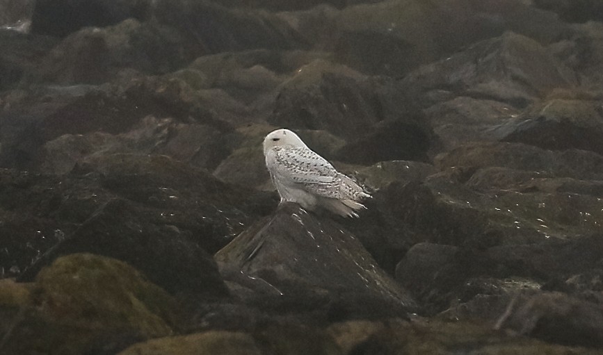 Snowy Owl - ML646774081
