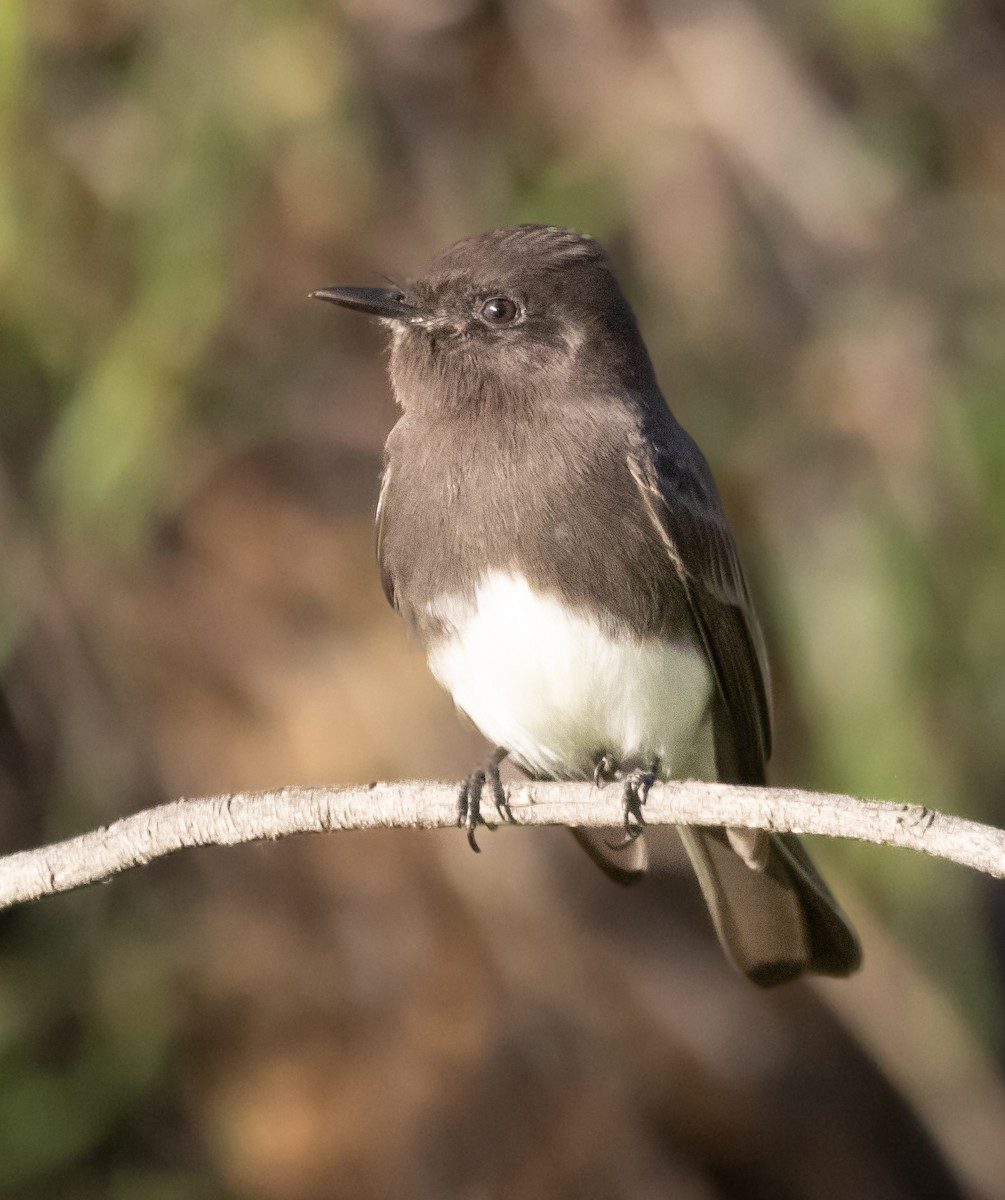 svartfibi - ML646774082