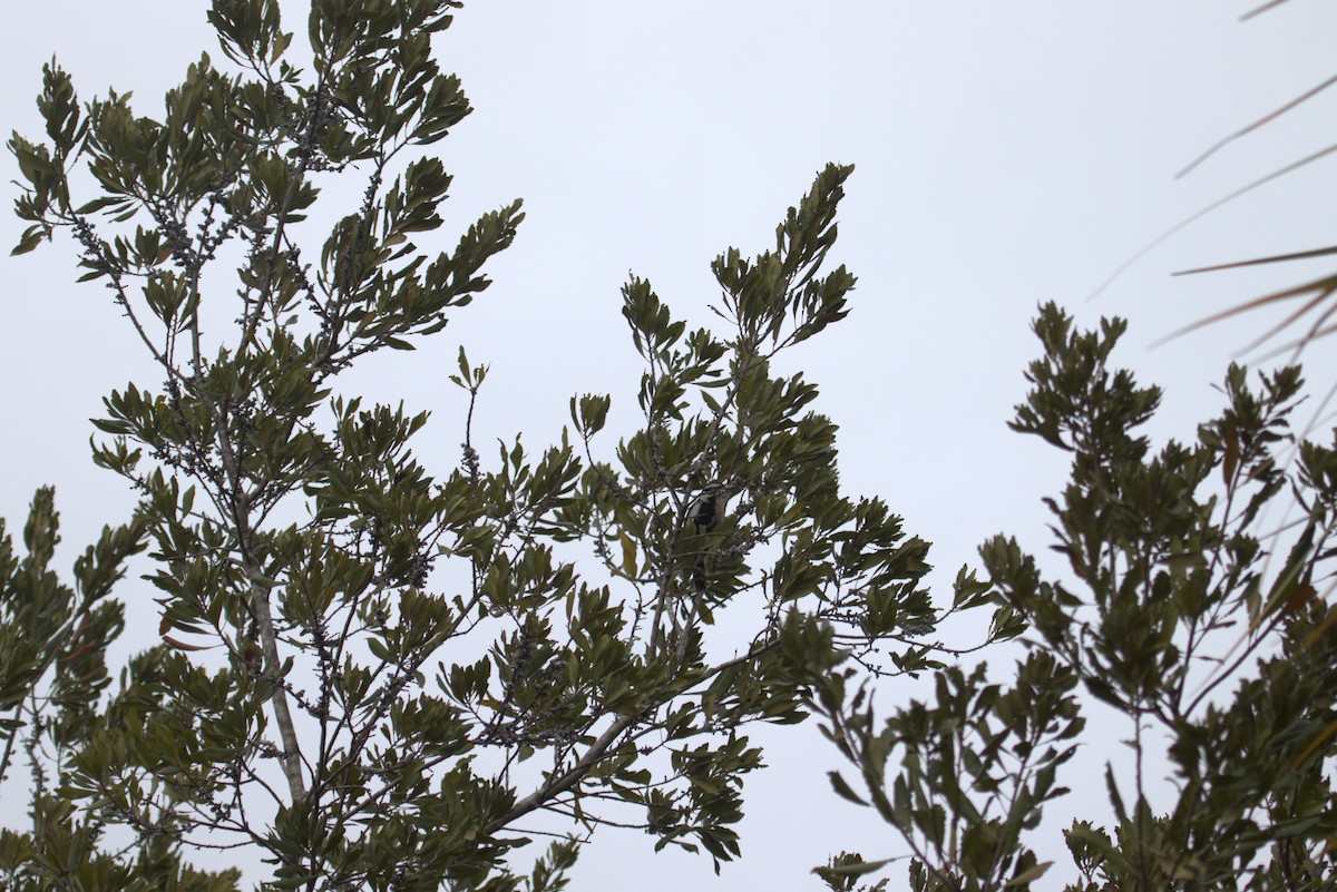 Downy Woodpecker - ML646774083