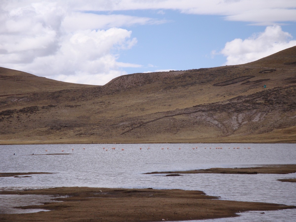 Chilean Flamingo - ML646774084