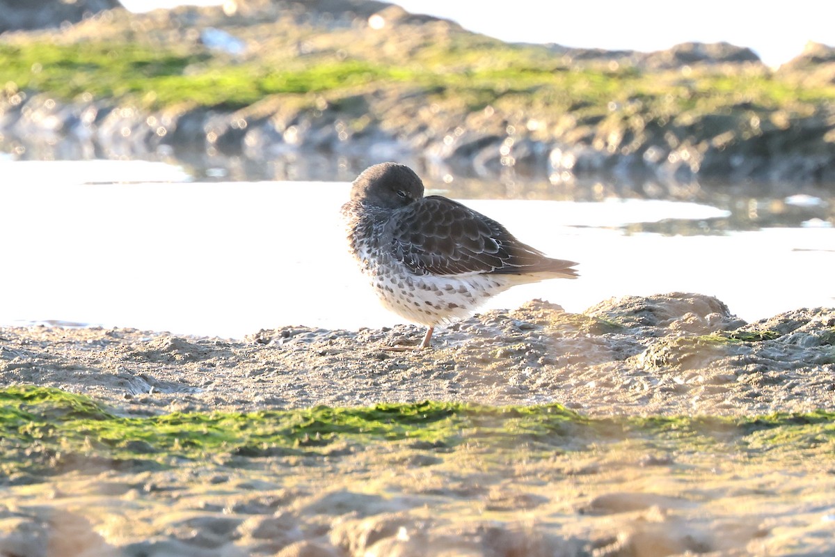 Rock Sandpiper - ML646774085