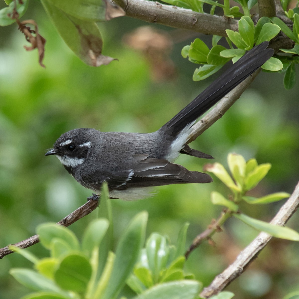 Abanico Gris - ML646774086