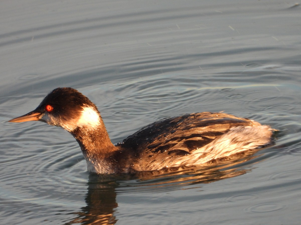 ハジロカイツブリ - ML646774087