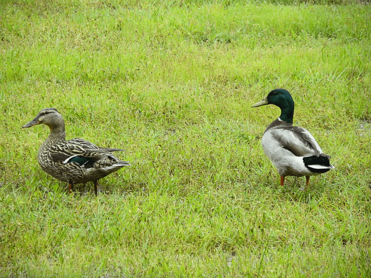 ברכיה - ML646774088