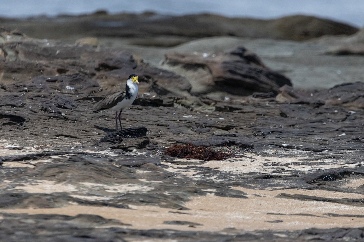 čejka australská - ML646774089