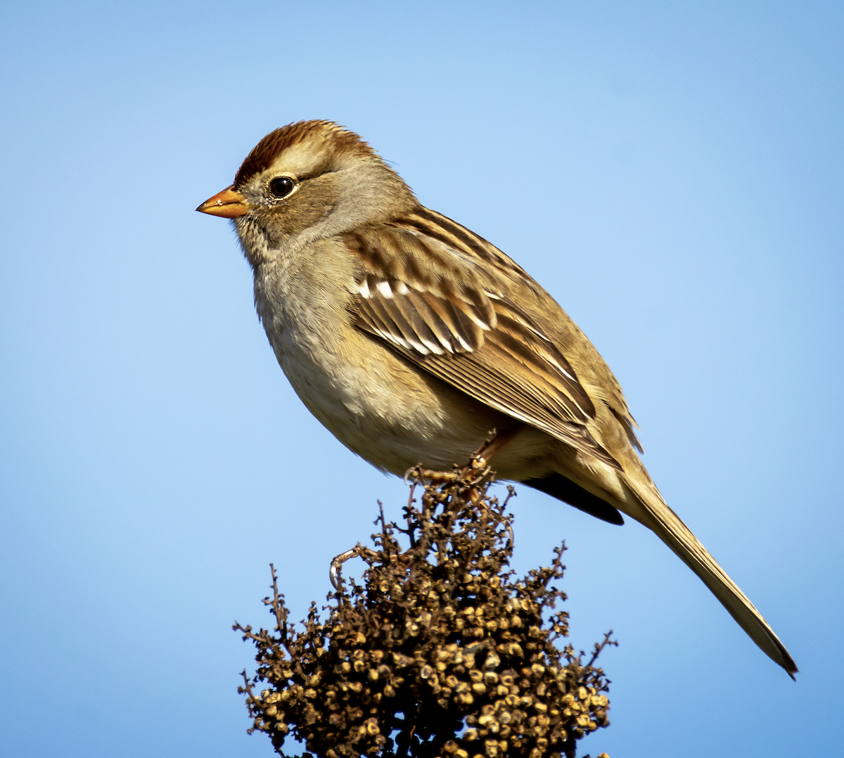 White-crowned Sparrow - ML646774090
