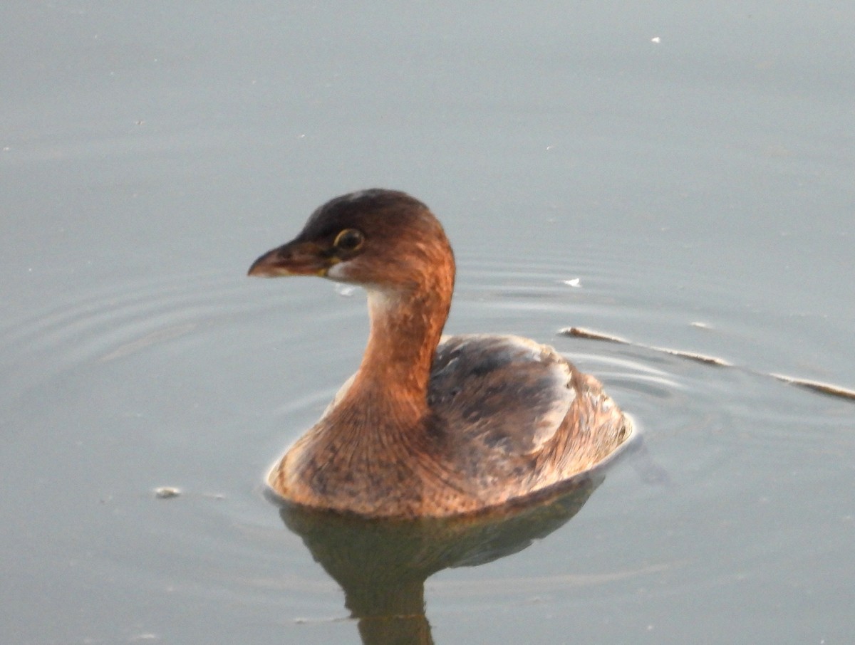 オビハシカイツブリ - ML646774091