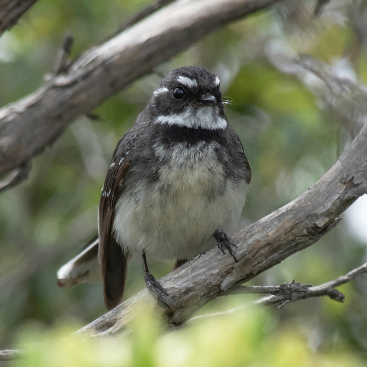 Abanico Gris - ML646774093