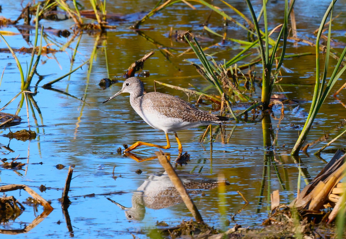 Tüpfelgelbschenkel - ML646774094