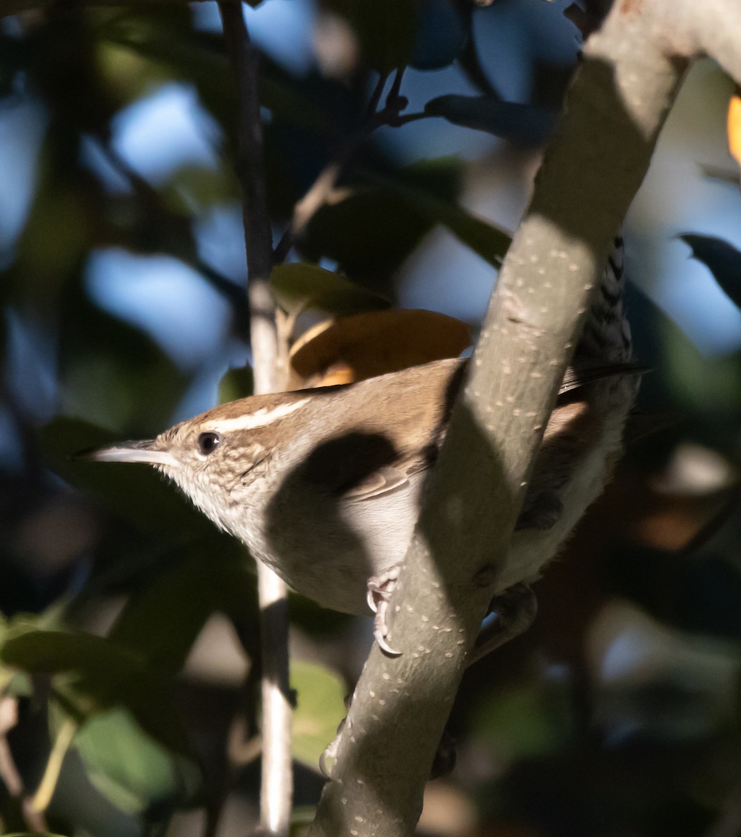 langstjertsmett - ML646774095