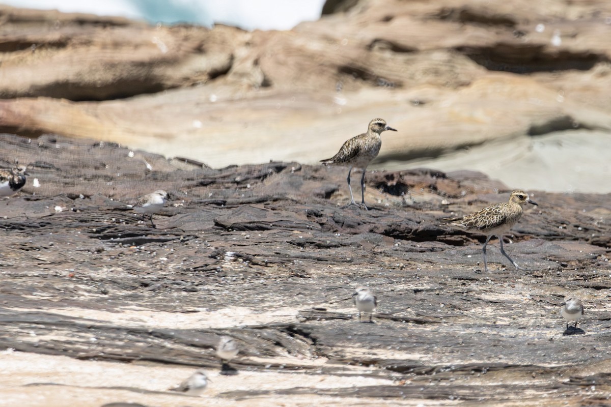 Бурокрылая ржанка - ML646774096