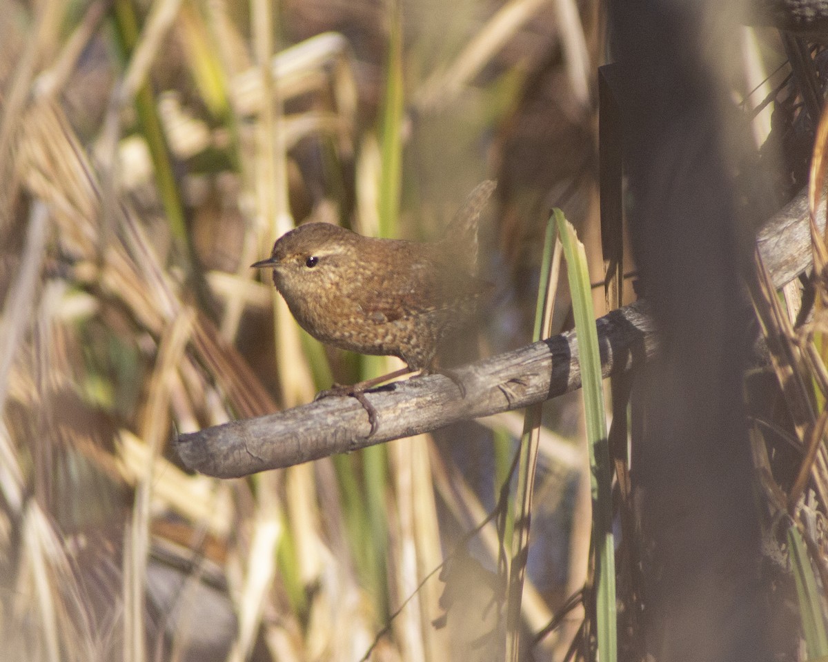 フユミソサザイ - ML646774097