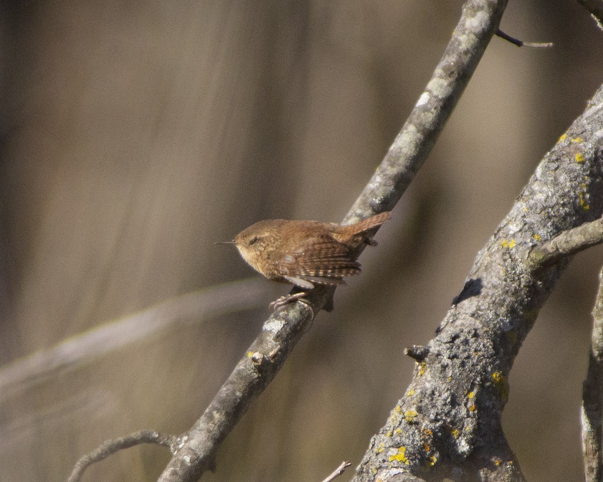 フユミソサザイ - ML646774098