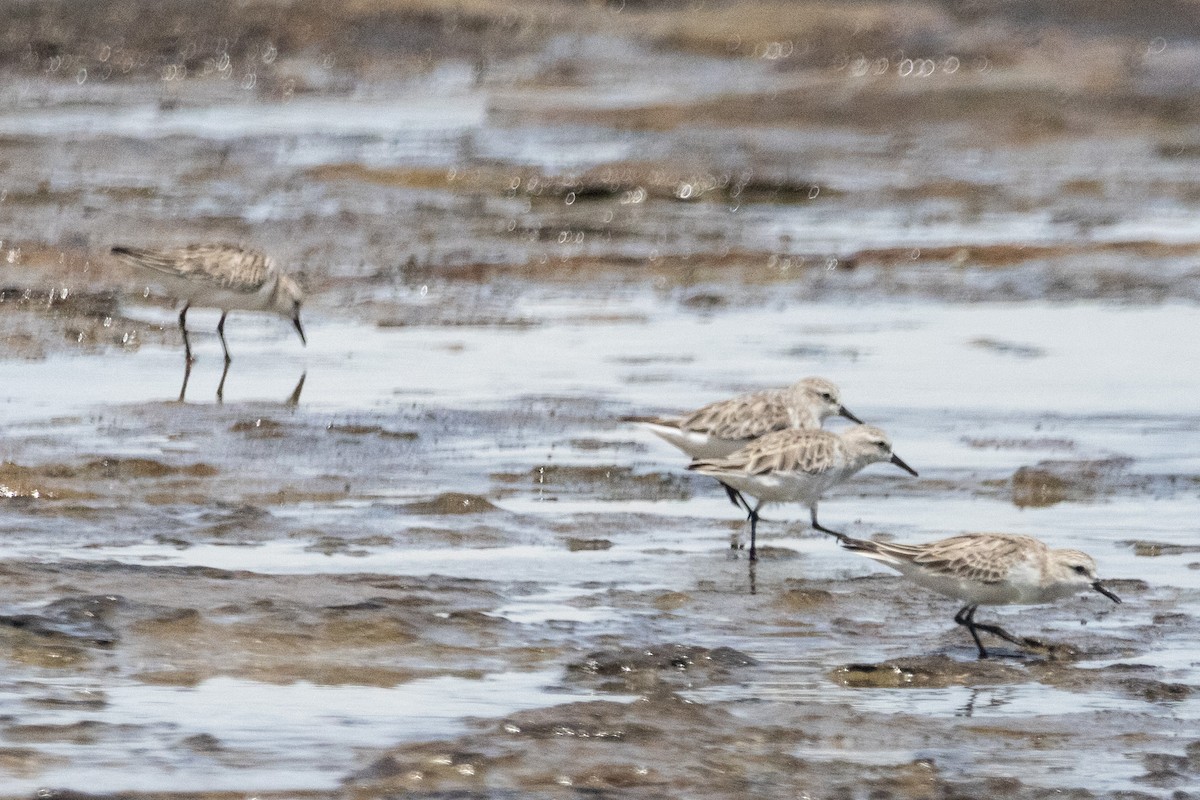 Песочник-красношейка - ML646774099