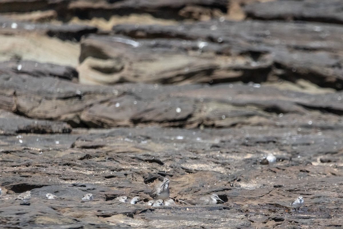 Песочник-красношейка - ML646774101