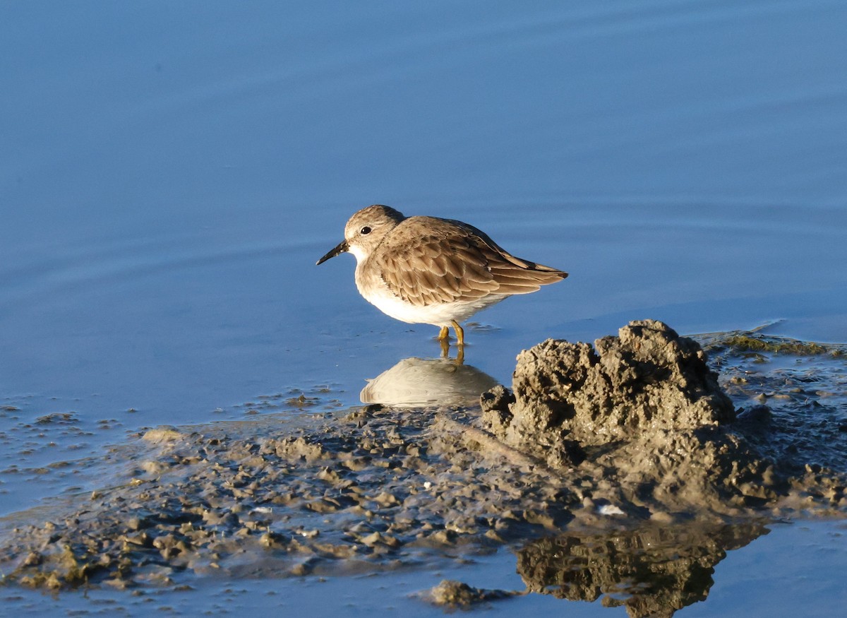 Wiesenstrandläufer - ML646774102