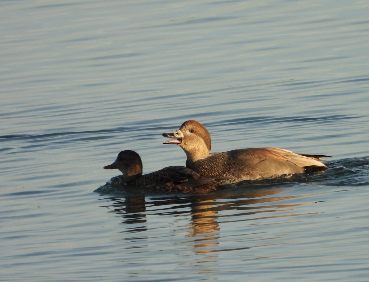 オカヨシガモ - ML646774103