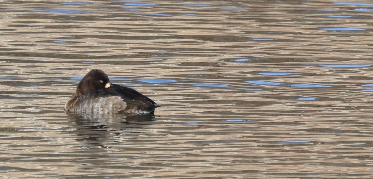 Lesser Scaup - ML646774104