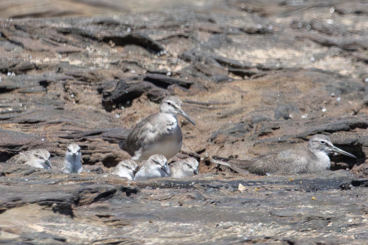 Песочник-красношейка - ML646774105