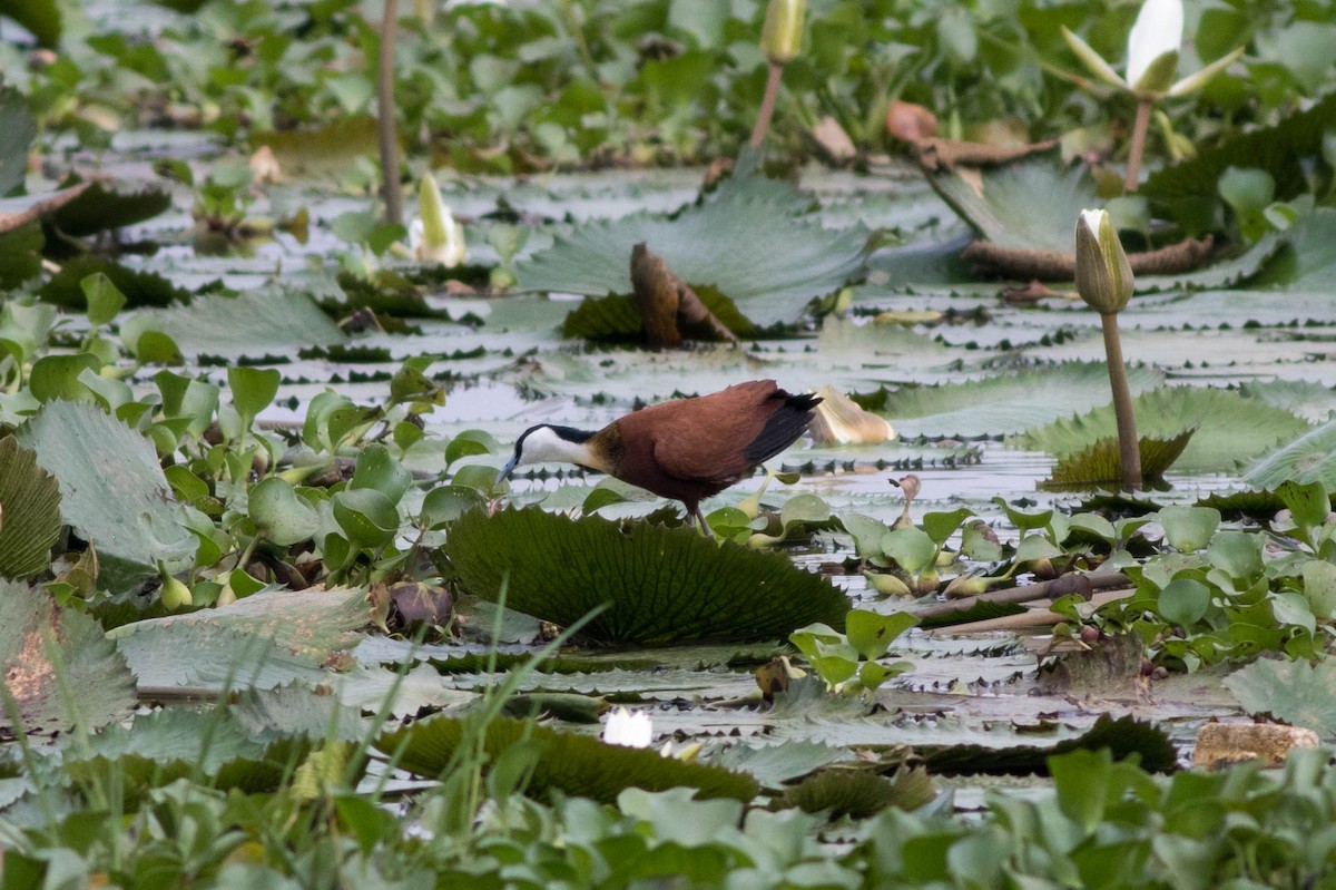 Blaustirn-Blatthühnchen - ML646774107