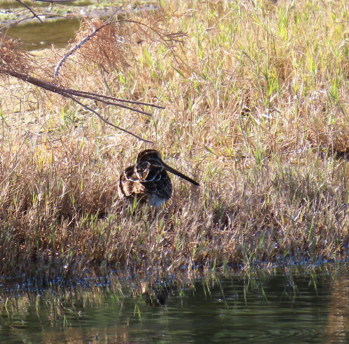 Американский бекас - ML646774110