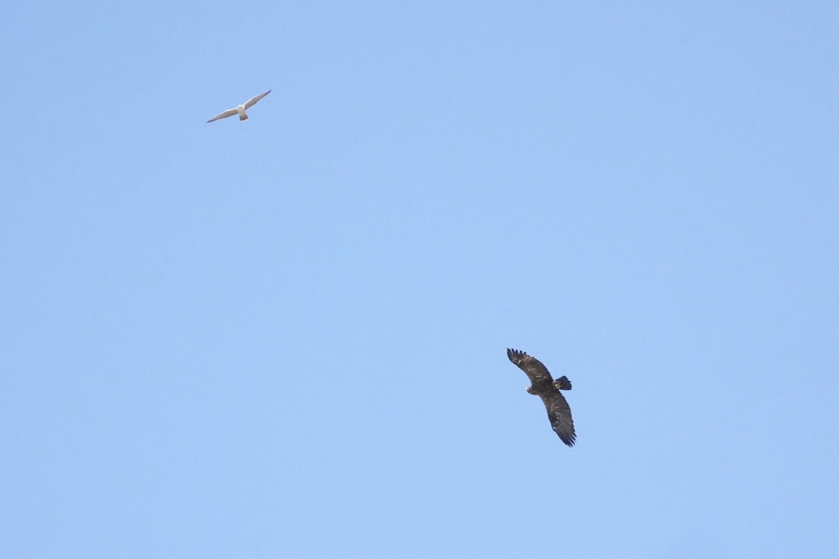 Tawny Eagle - ML646774111