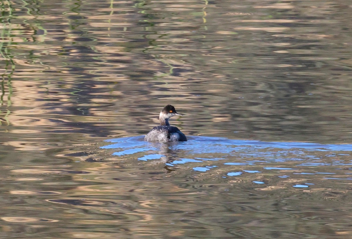 Grèbe à cou noir - ML646774112