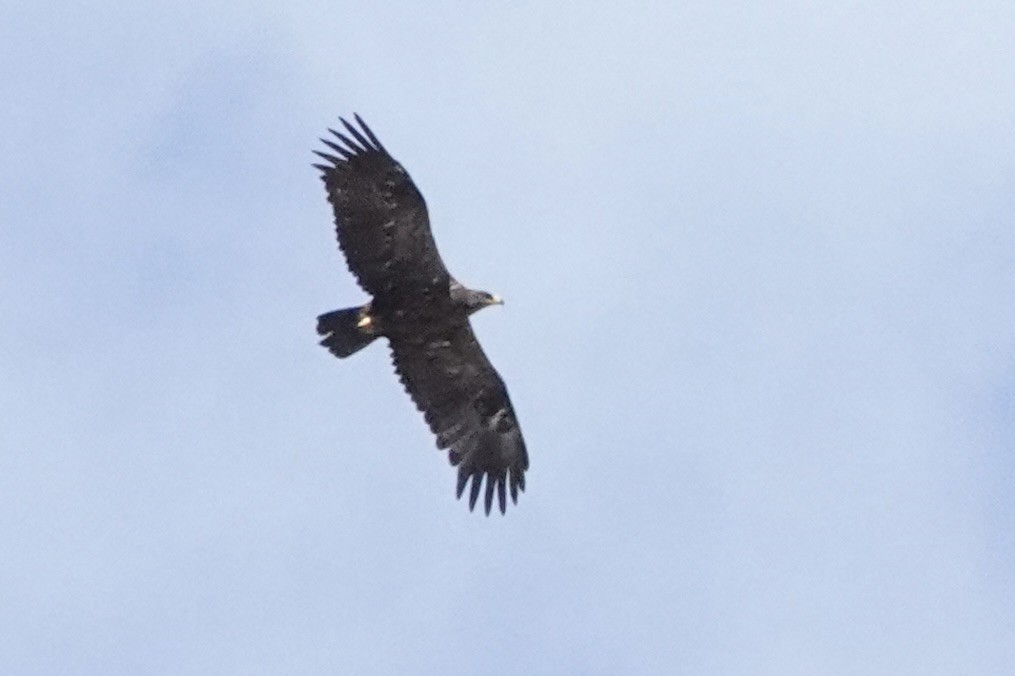 Tawny Eagle - ML646774113