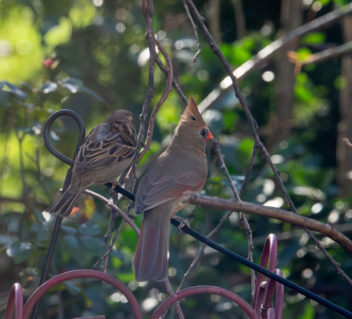 דרור הבית - ML646774114