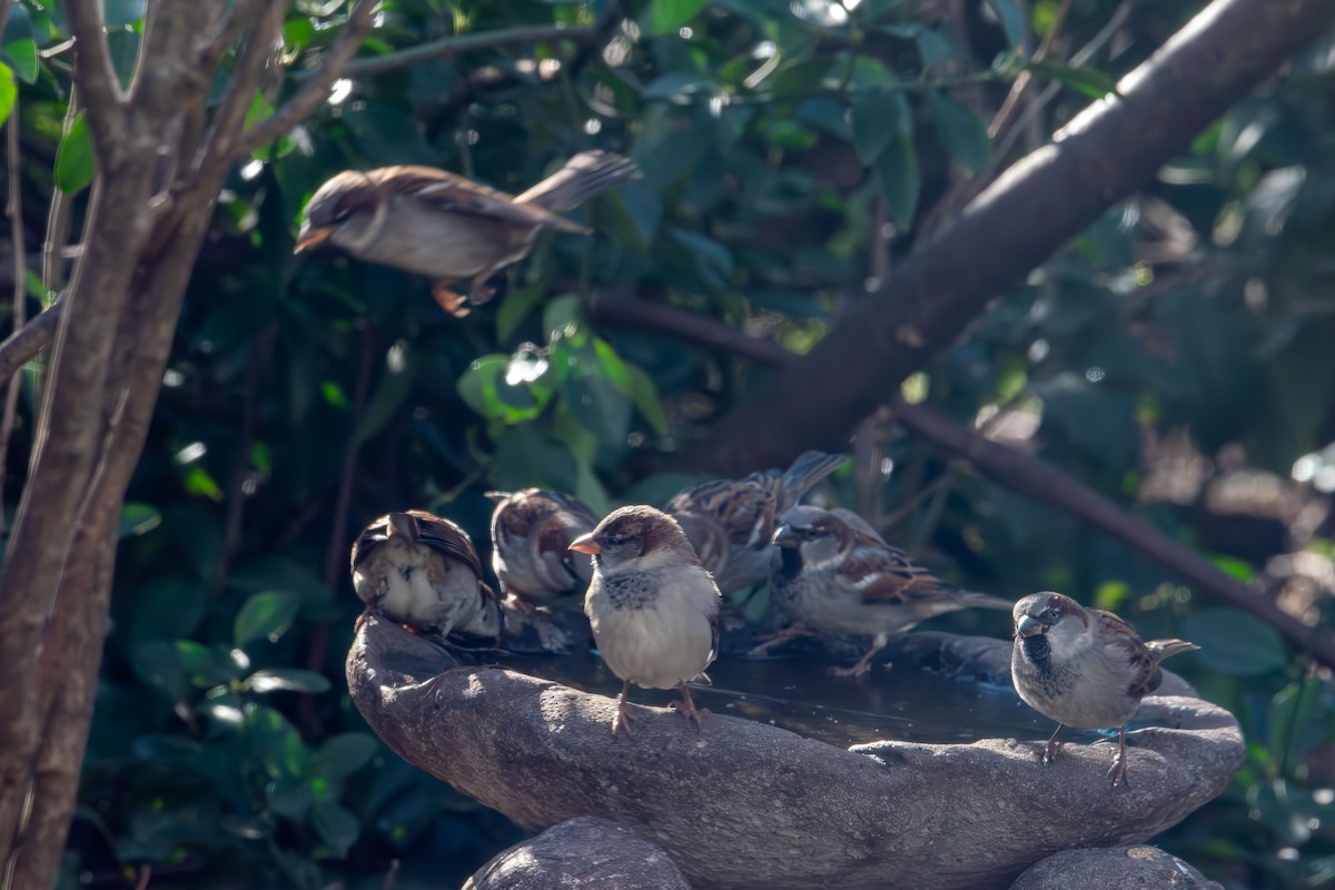 דרור הבית - ML646774125