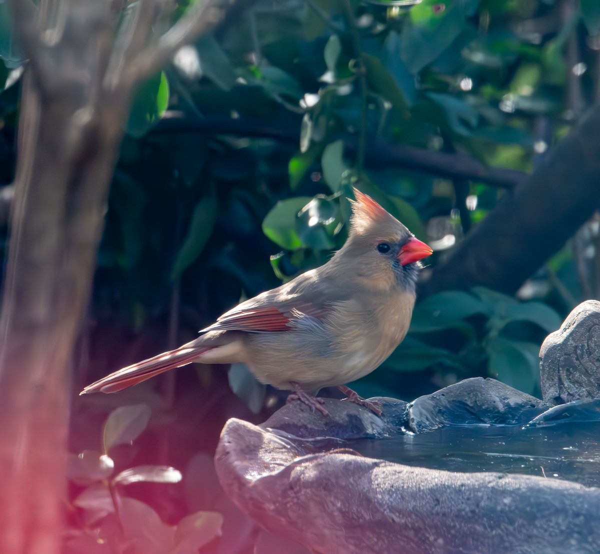 Northern Cardinal - ML646774126