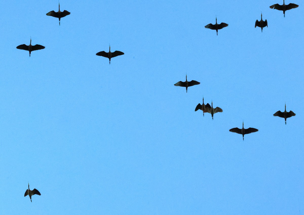 Brillensichler - ML646774127