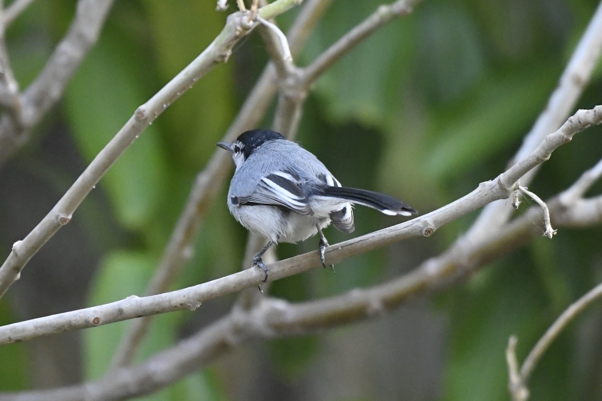 ホオジロズグロブユムシクイ - ML646774137