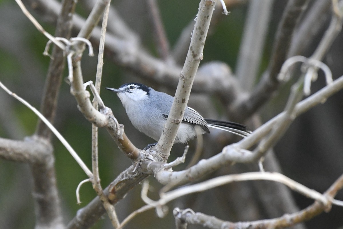 ホオジロズグロブユムシクイ - ML646774139