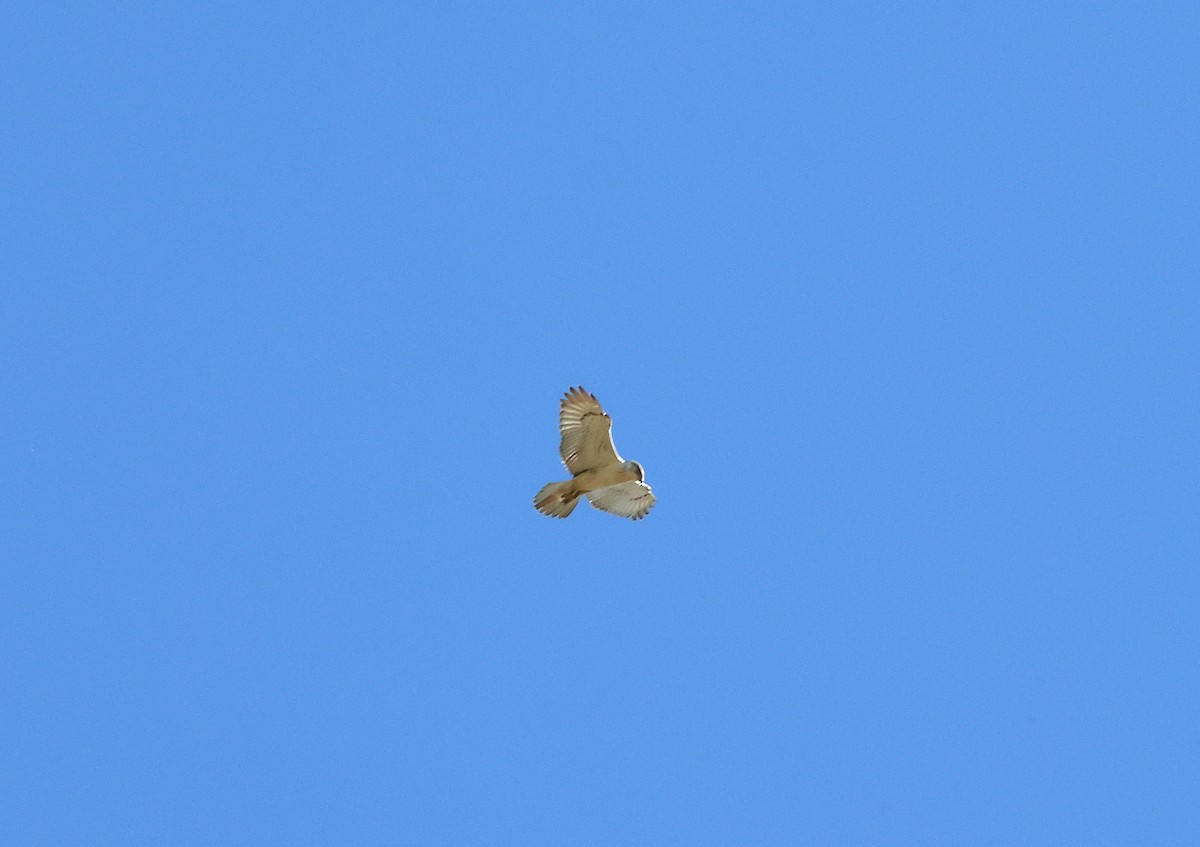 Königsbussard - ML646774141