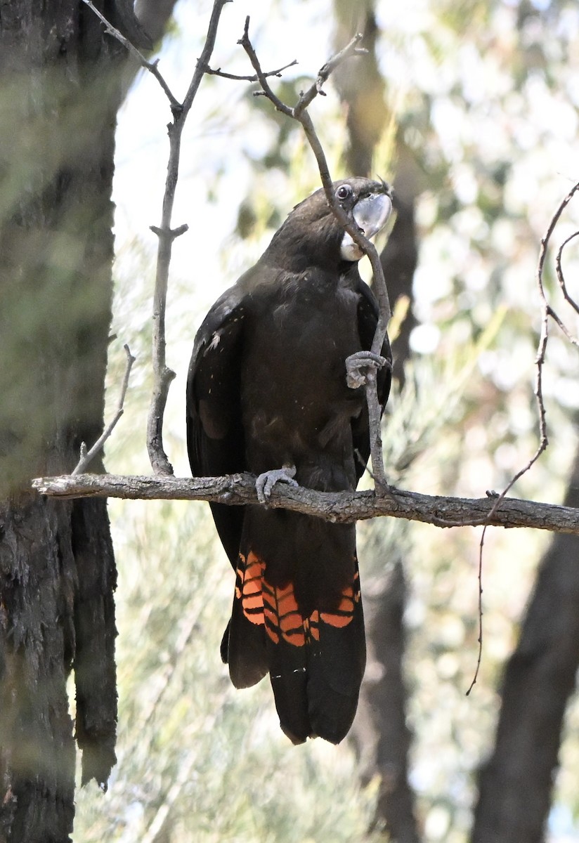 Glossy Black-Cockatoo - ML646774144