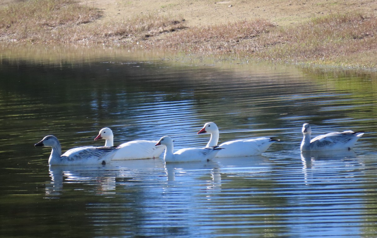 Гусь Росса - ML646774148
