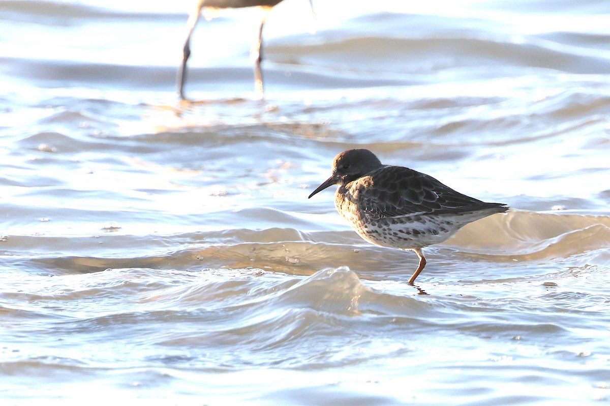 Rock Sandpiper - ML646774150