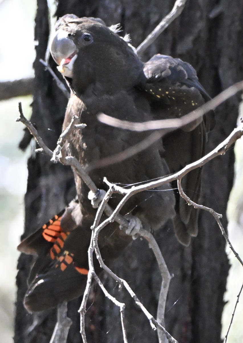 Glossy Black-Cockatoo - ML646774151