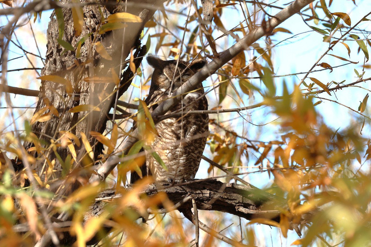 Virginiauhu - ML646774154