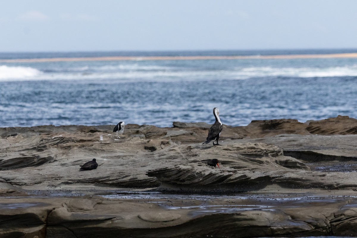 Пегий баклан - ML646774155