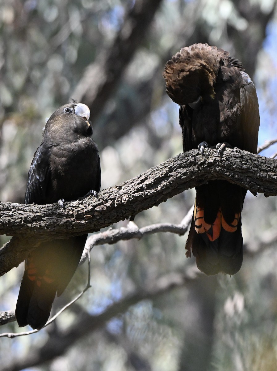 Glossy Black-Cockatoo - ML646774158