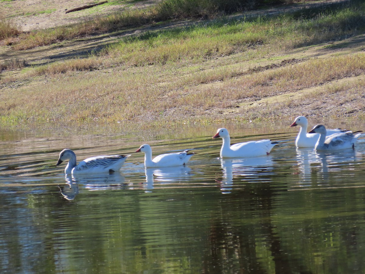 Белый гусь - ML646774159