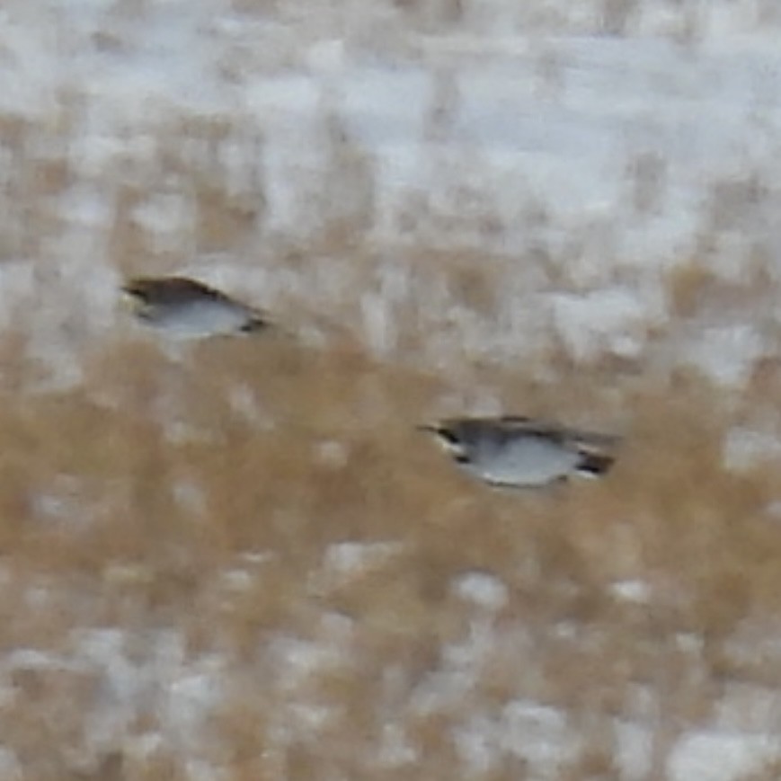 Horned Lark - ML646774161