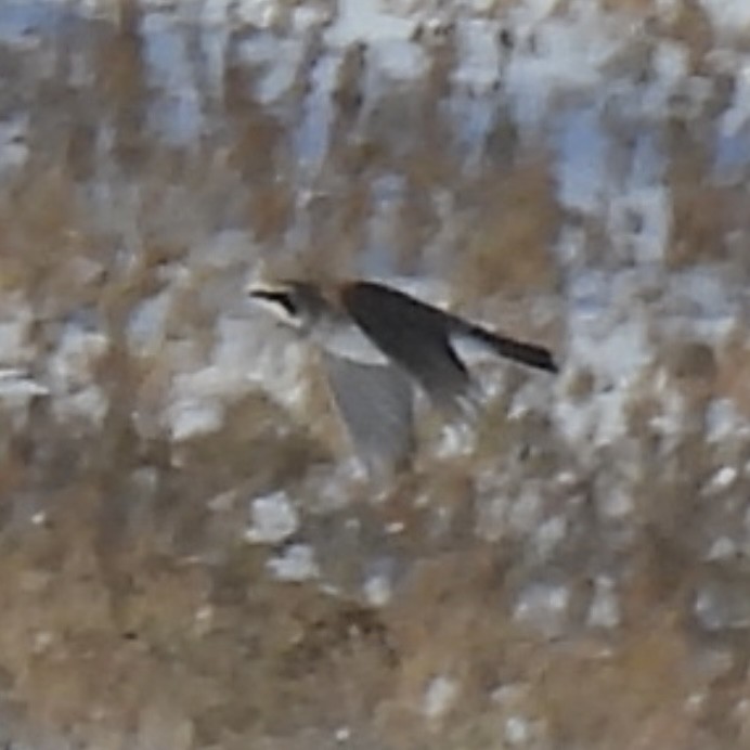 Horned Lark - ML646774162