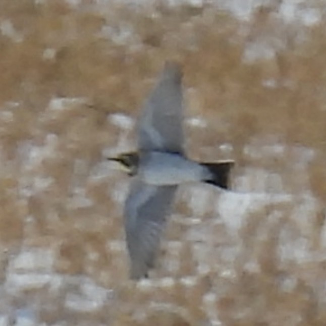 Horned Lark - ML646774163