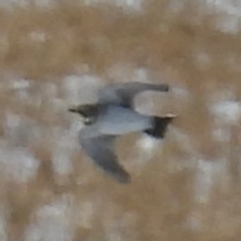 Horned Lark - ML646774164